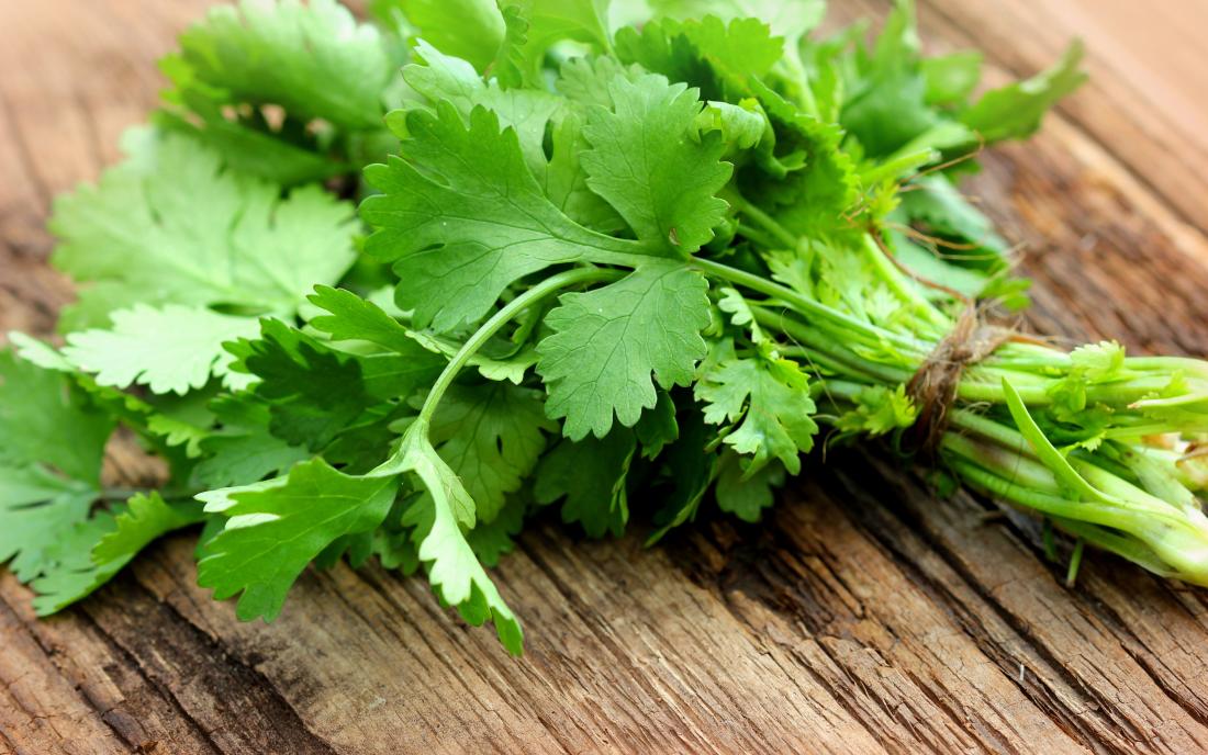 cilantro